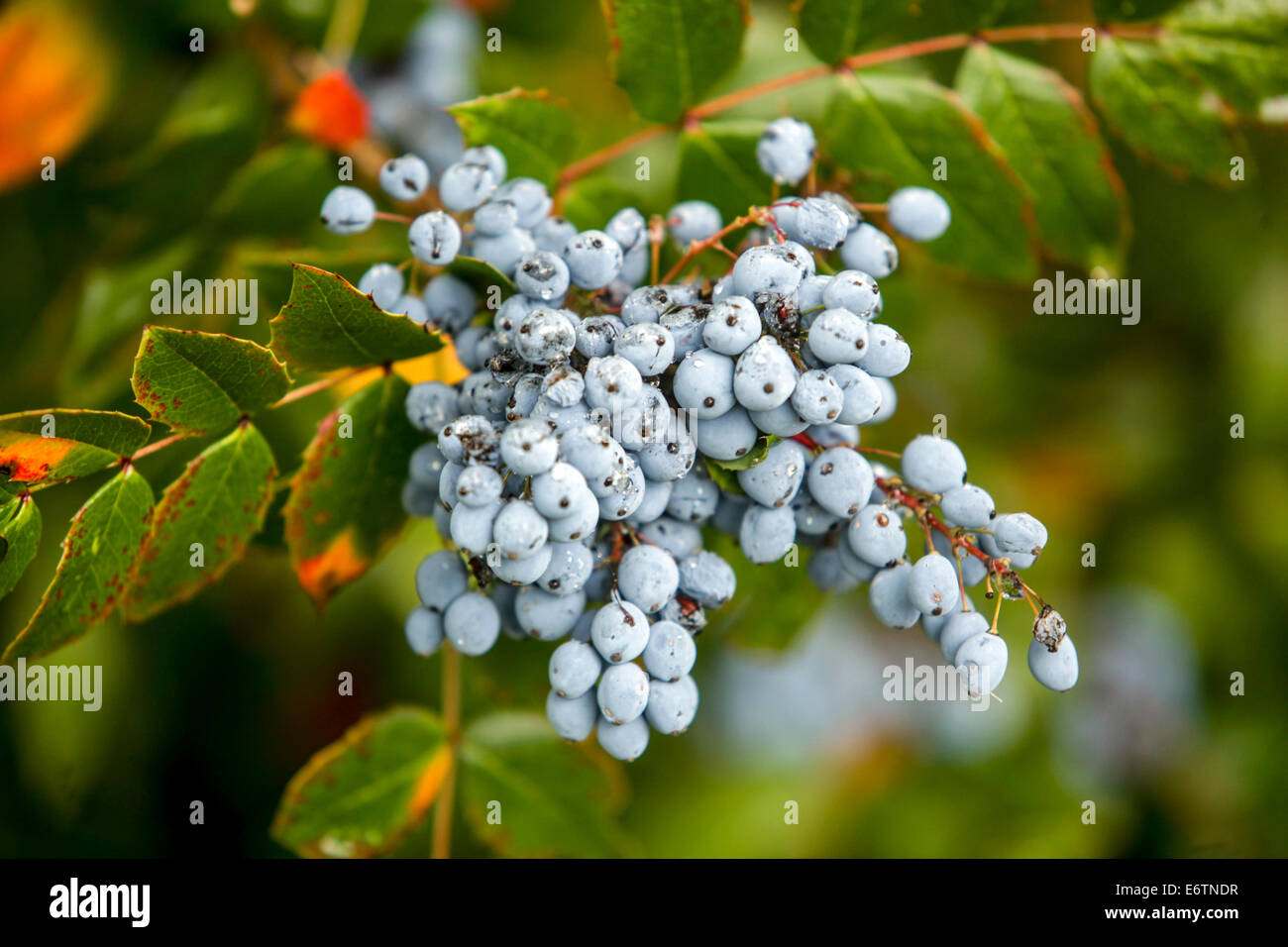 Oregon Traube (Mahonia aquifolium, Holly-leaved Berberry) Frchte, blhende  Pflanze in der Familie Berberidaceae, native Region: west-Nordamerika  Stockfotografie - Alamy