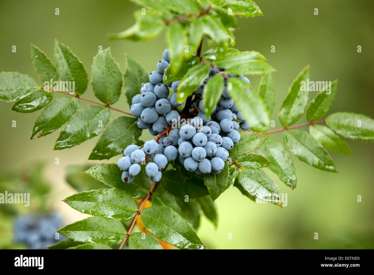 Mahonie oder Mahonie (Mahonia Aquifolium) Stockfoto