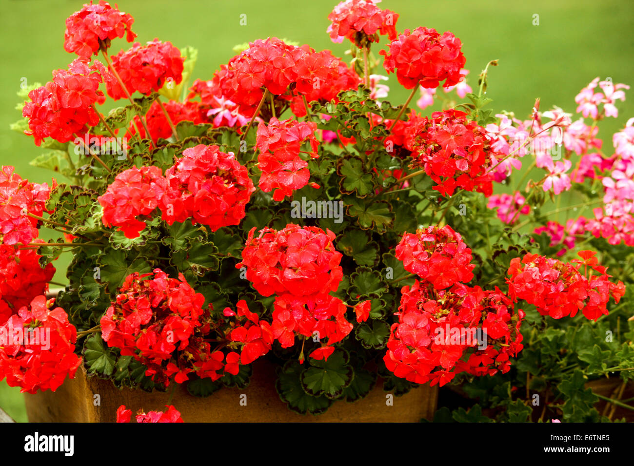 Geranien, Pelargonien (Pelargonium Zonale Hybriden). Stockfoto