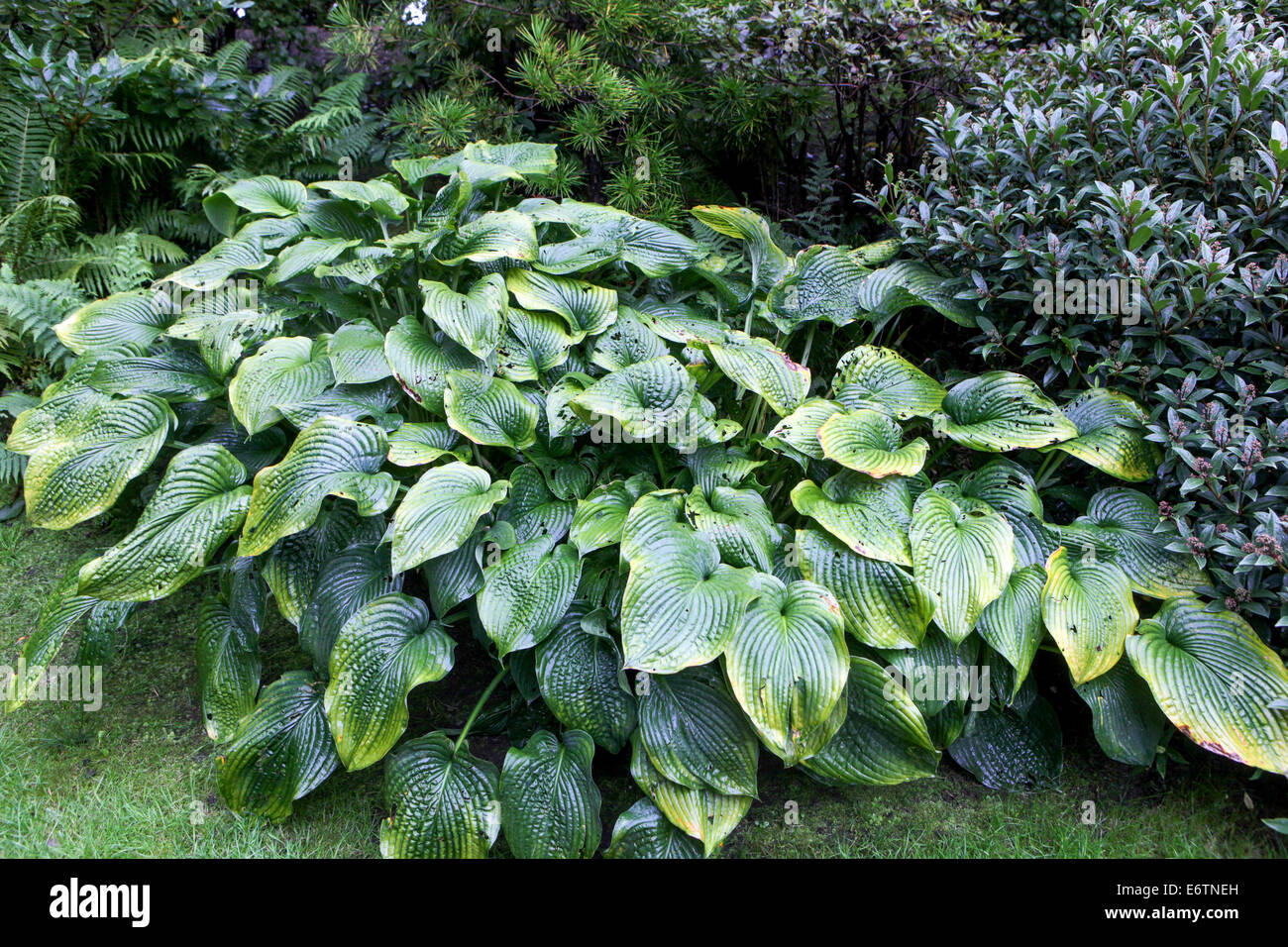Hosta, Pflanzen im schattigen Teil des Gartens Stockfoto