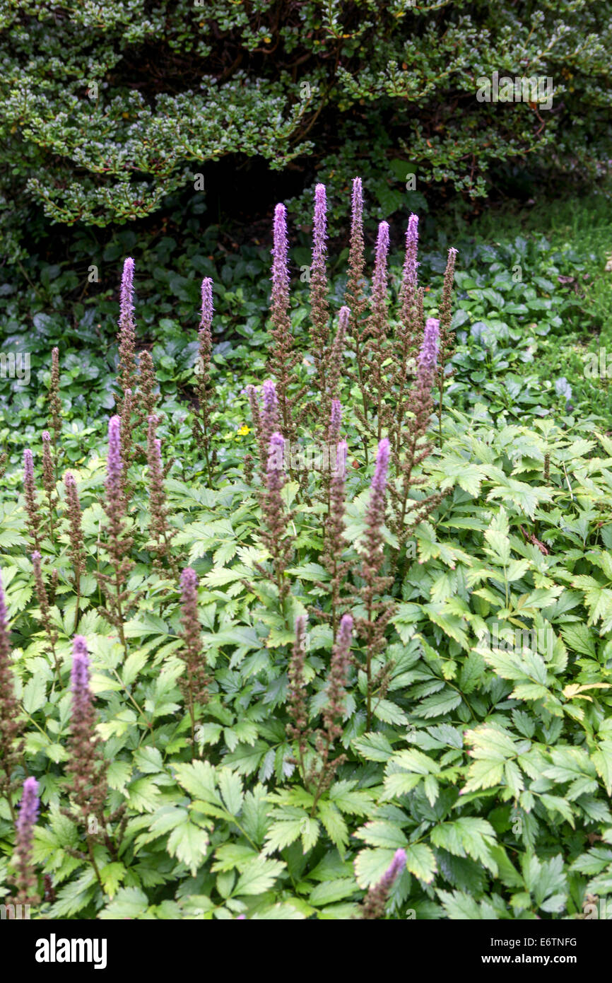 Garten-astilbe Stockfoto