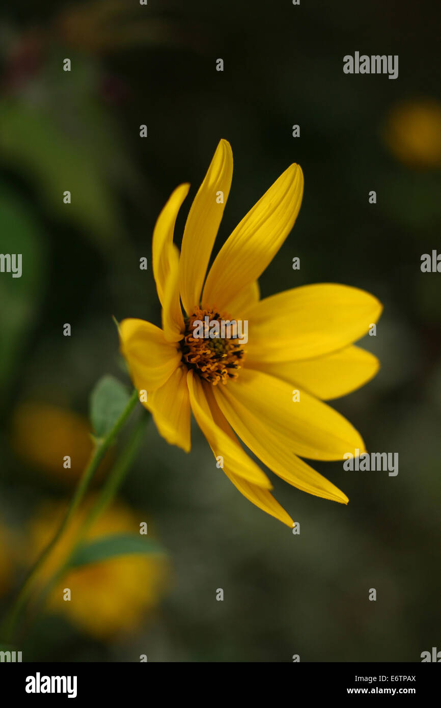 Gelbe mehrjährige Sonnenblume (Helianthus) Stockfoto