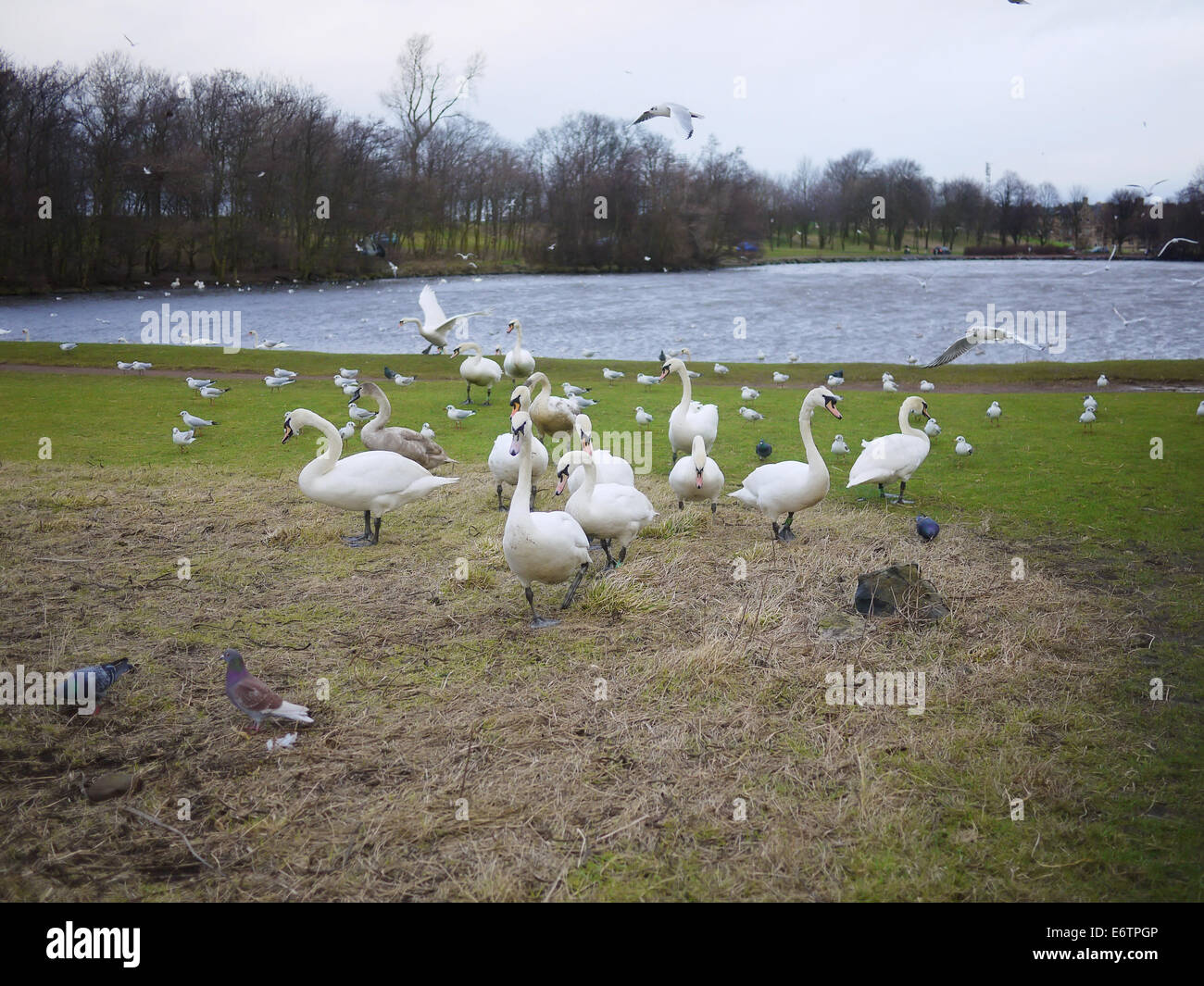 Schwäne, die zum Schutz ihres Nestes, See in Edinburgh Stockfoto