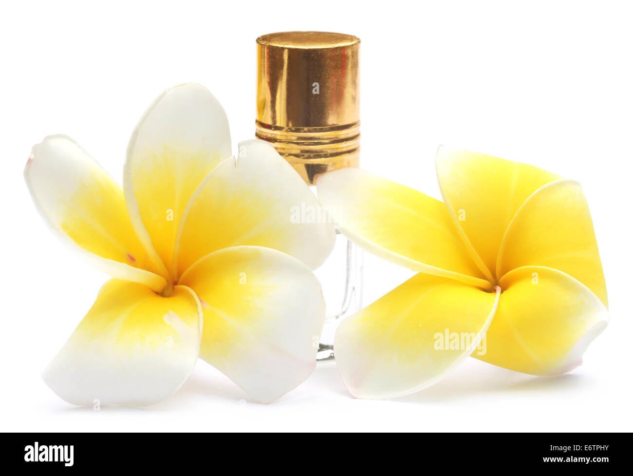 Tropischen Frangipani mit Parfüm-Flasche auf weißem Hintergrund Stockfoto