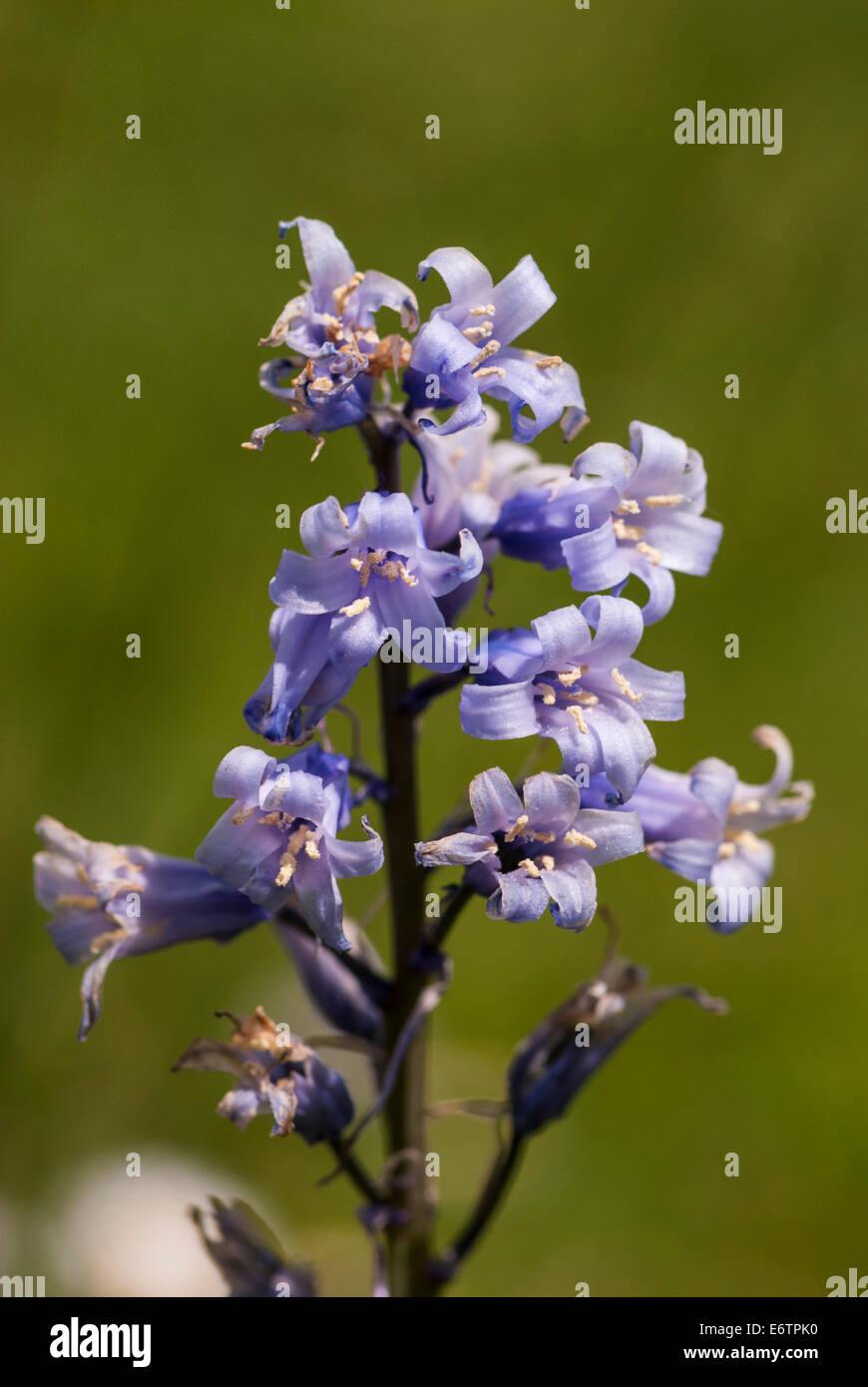 Die Glockenblume, Hyacinthoides non-Scripta, blüht später als normal Anfang Juni in West Yorkshire, England. Stockfoto