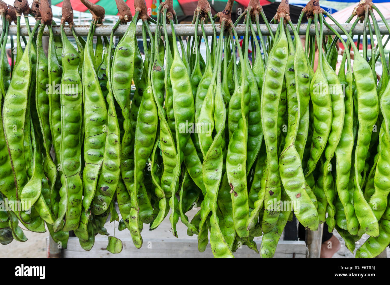 Stinken Sie Bohne Schoten hängen von einem Mast bei einem Anbieter Stall im Frischmarkt Kata, Kata, Phuket, Thailand Stockfoto