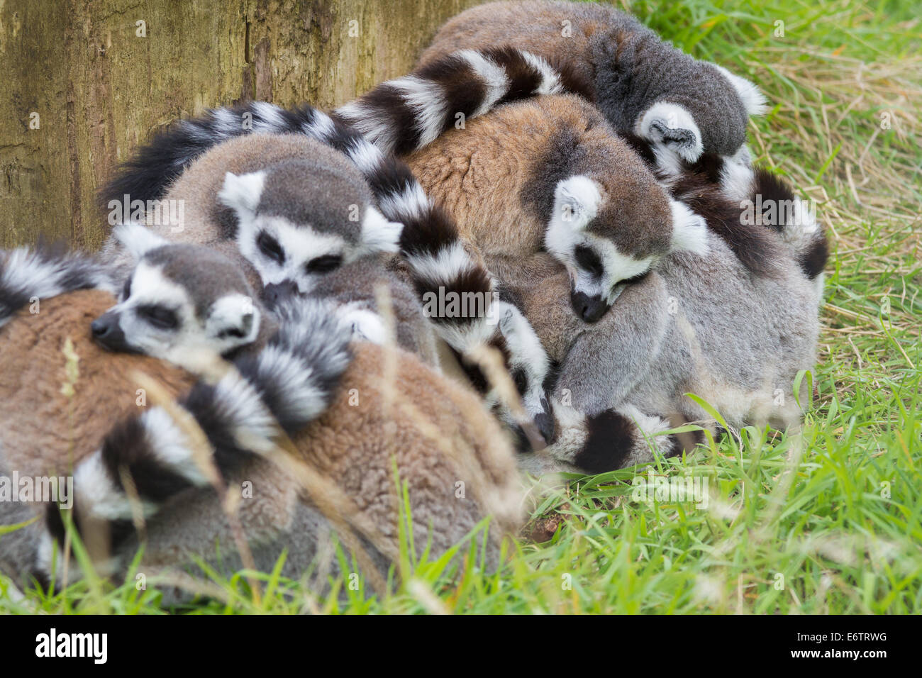 Eine Gruppe von Ring tailed Lemuren Stockfoto
