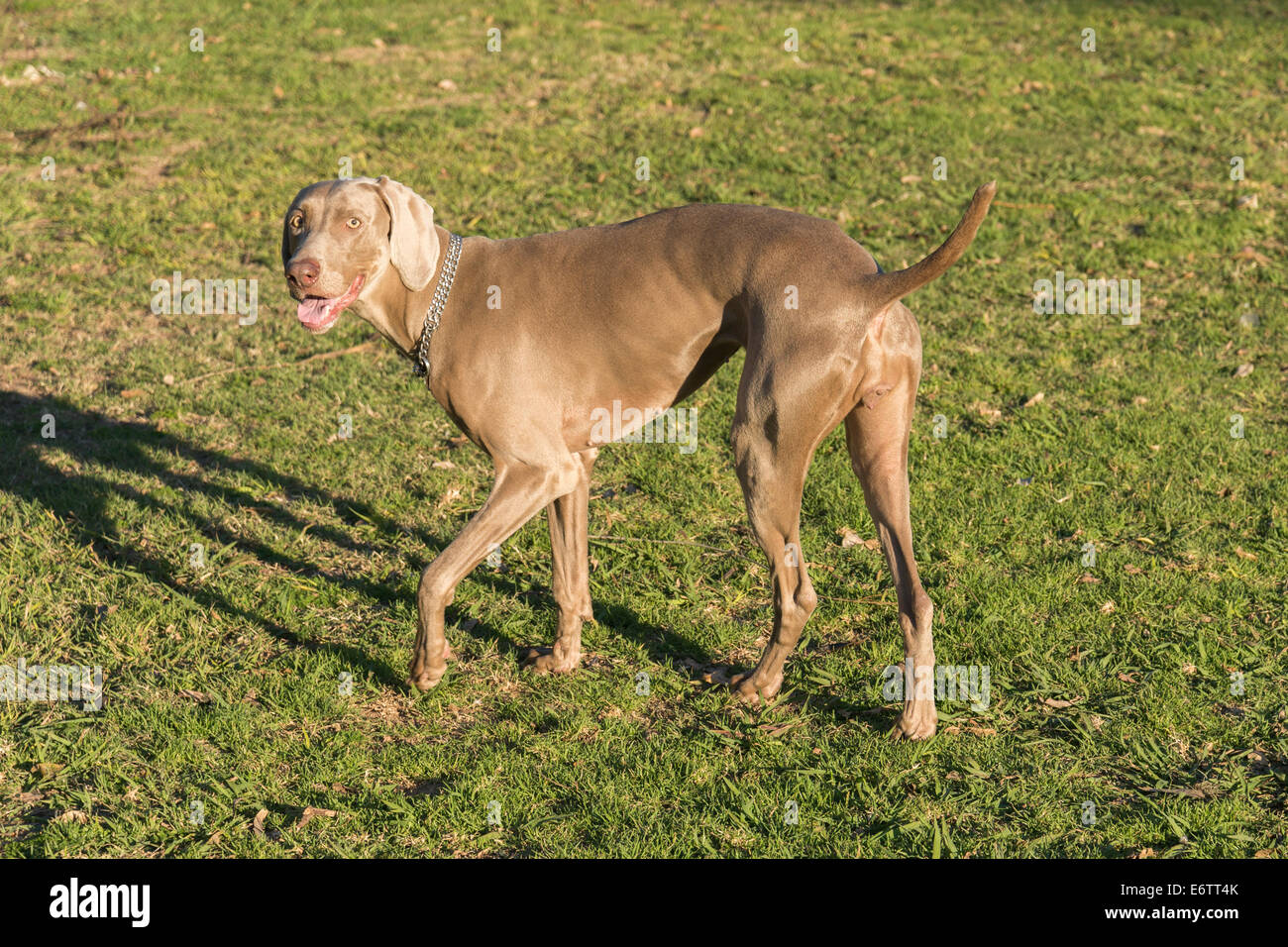 Ein glücklicher Hund hecheln, stehen auf der Wiese in einem Park, Blick in die Kamera, reinrassige weibliche Weimaraner Jagd Stockfoto