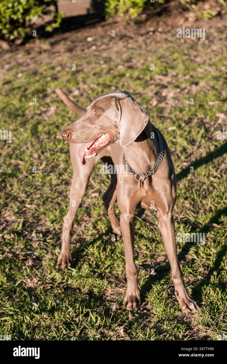 Ein glücklicher Hund hecheln, stehen auf der Wiese in einem Park, mit Blick auf die linke, reinrassige weibliche Weimaraner Jagd Stockfoto