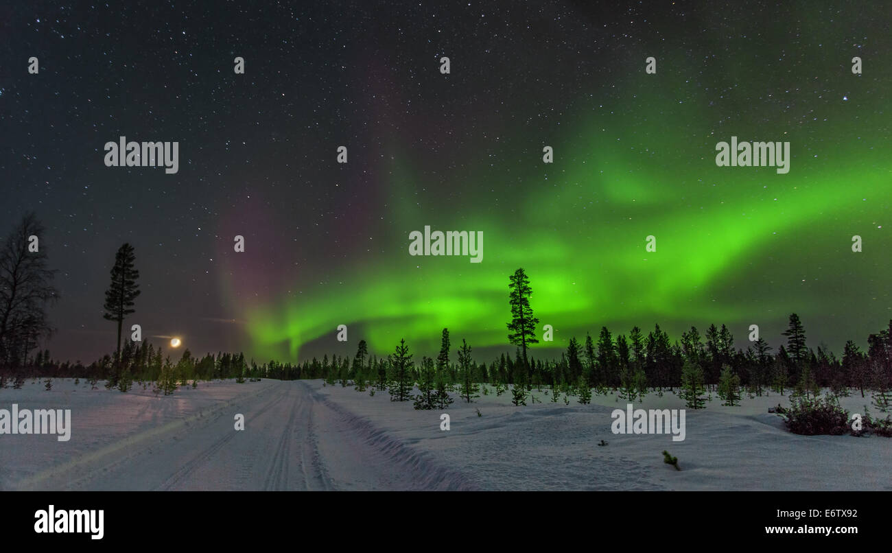 Aurora Borealis im finnischen Wald Stockfoto