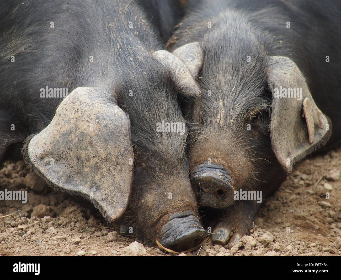 Große schwarze Schwein Rasse schlafen in Cornwall, England Stockfoto