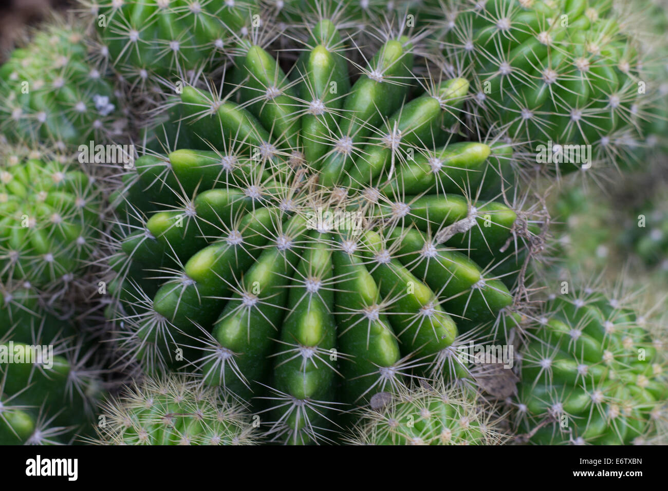 Kaktus Pflanze von oben gesehen Stockfotografie - Alamy