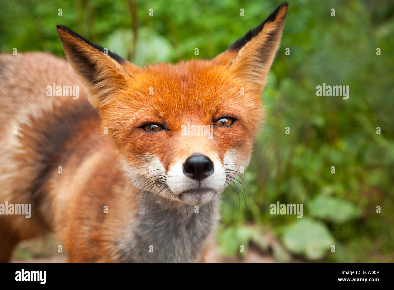 Close-up Sommerfoto des wilden Rotfuchs Stockfoto