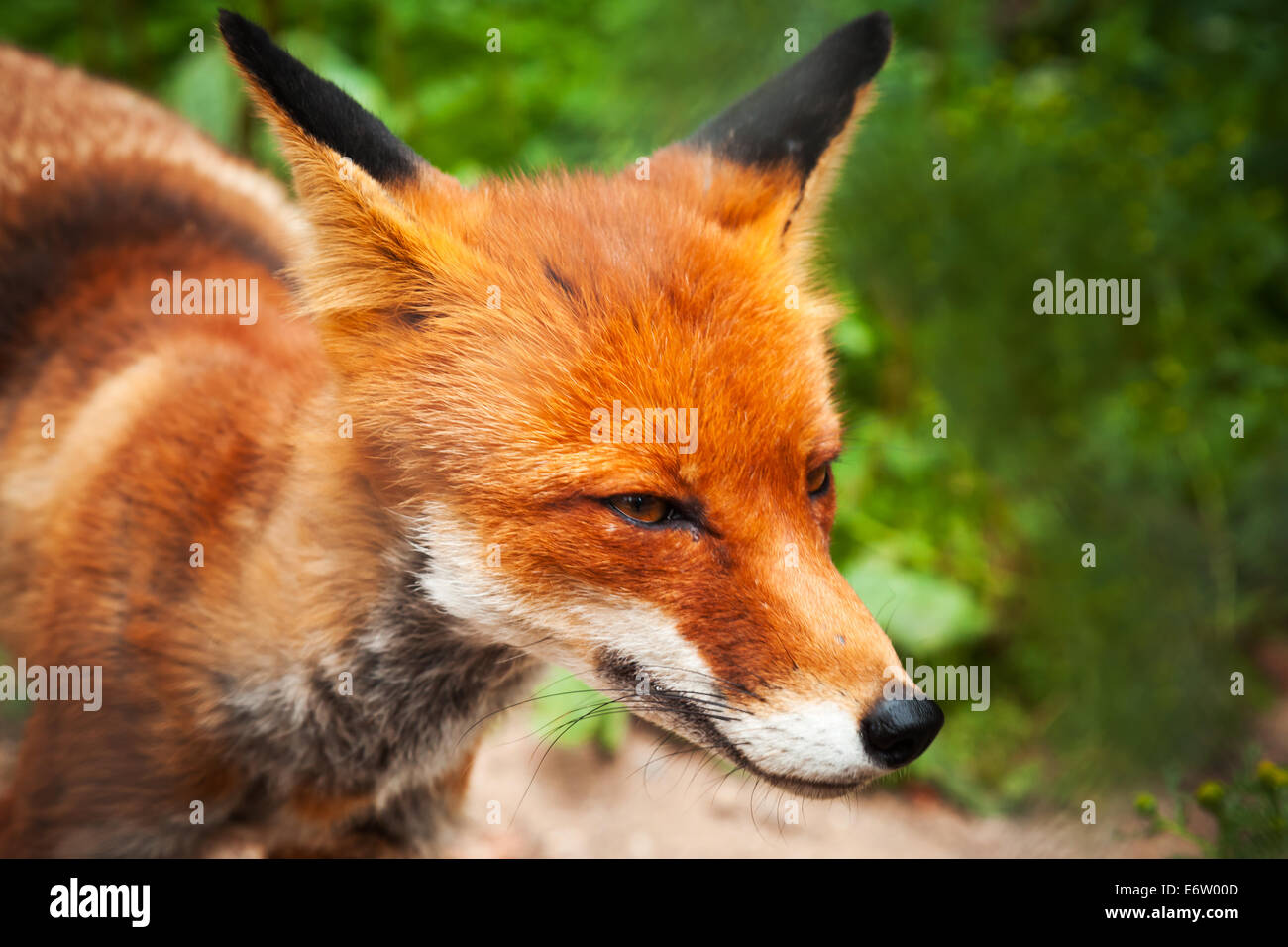 Closeup Sommerfoto des wilden Rotfuchs Stockfoto