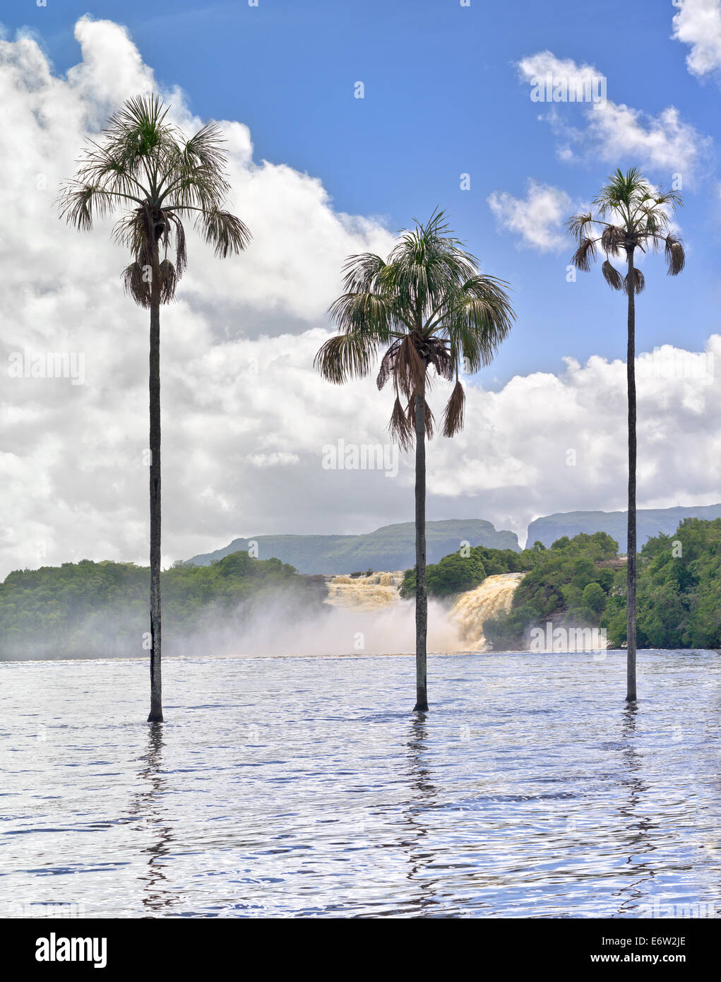 Drei Palmen in der Flusseslagune. Stockfoto