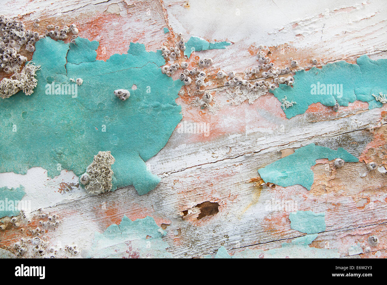 Alte hölzerne schäbigen schicken Hintergrund mit Alter Verkalkung der Muscheln und Fossilien in Türkis Pastellfarben. Stockfoto