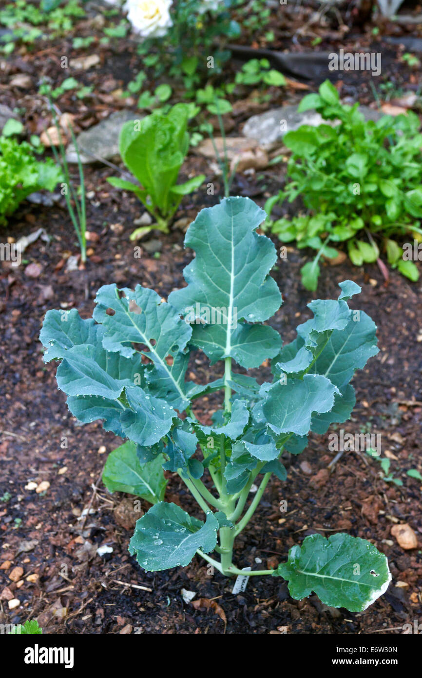 Brokkoli, Salat, Zwiebeln und Rucola wächst in einem organischen Sommergarten Stockfoto