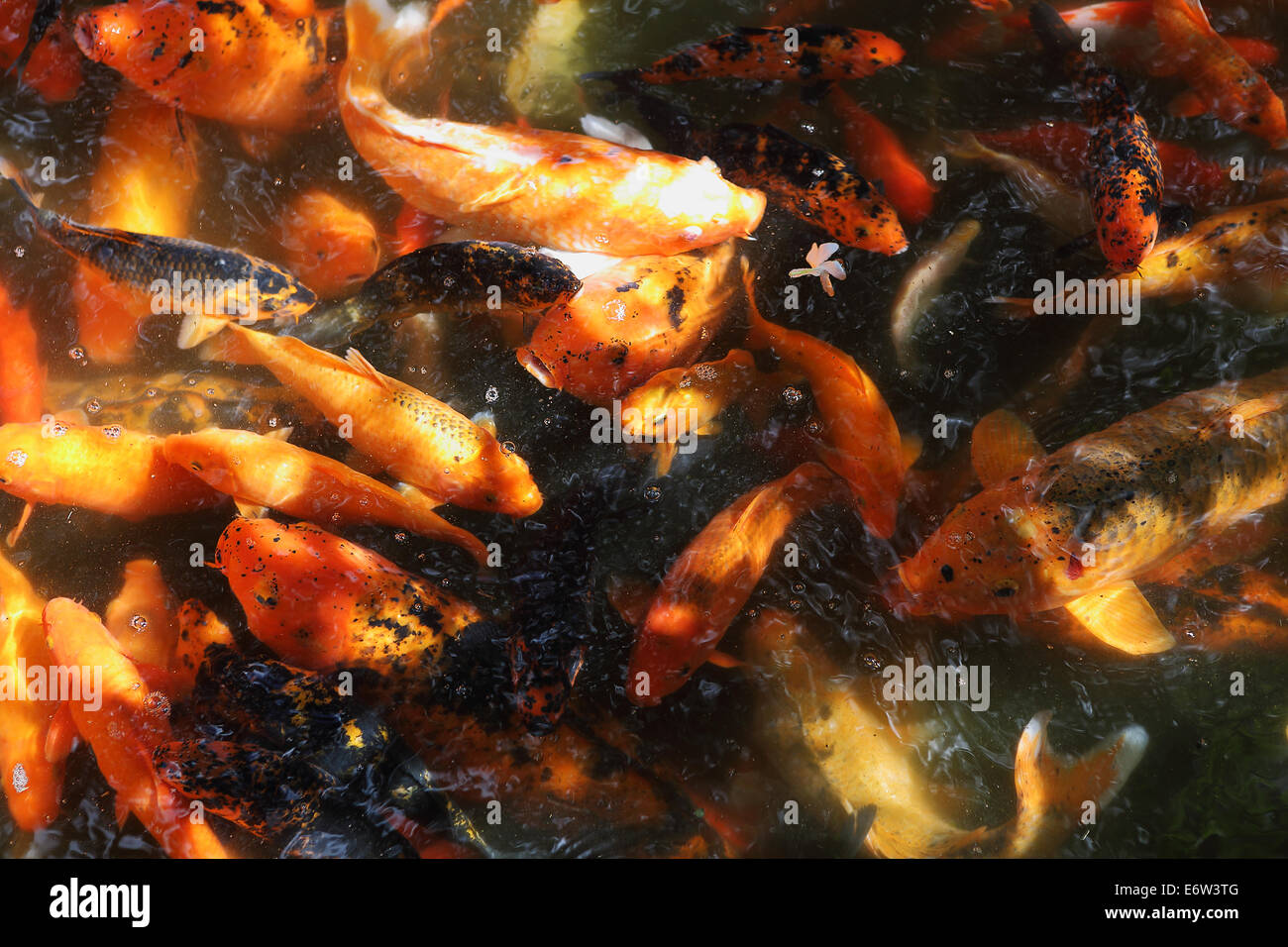 Koi fische schwimmen Fotos und Bildmaterial in hoher Auflösung