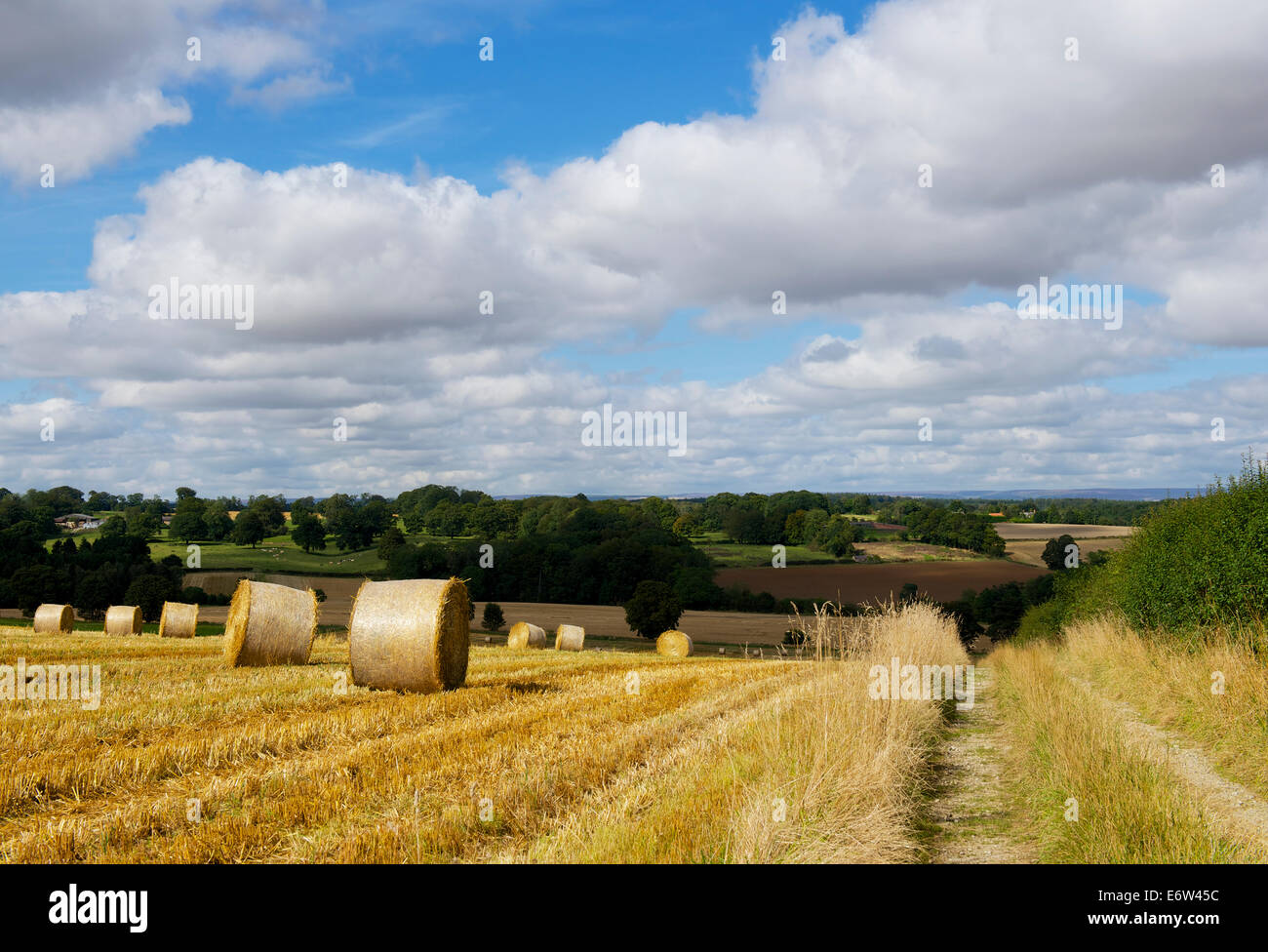 Heuballen in Feld, nahe Terrington, North Yorkshire, England UK Stockfoto