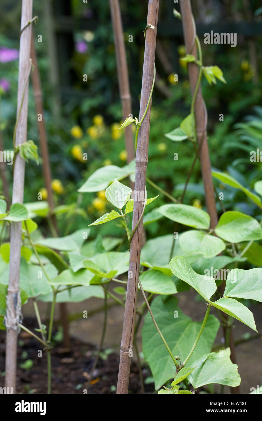 Phaseolus Coccineus. Junge Runner Bean Pflanzen auf Bambusstöcke im Gemüsegarten unterstützt. Stockfoto