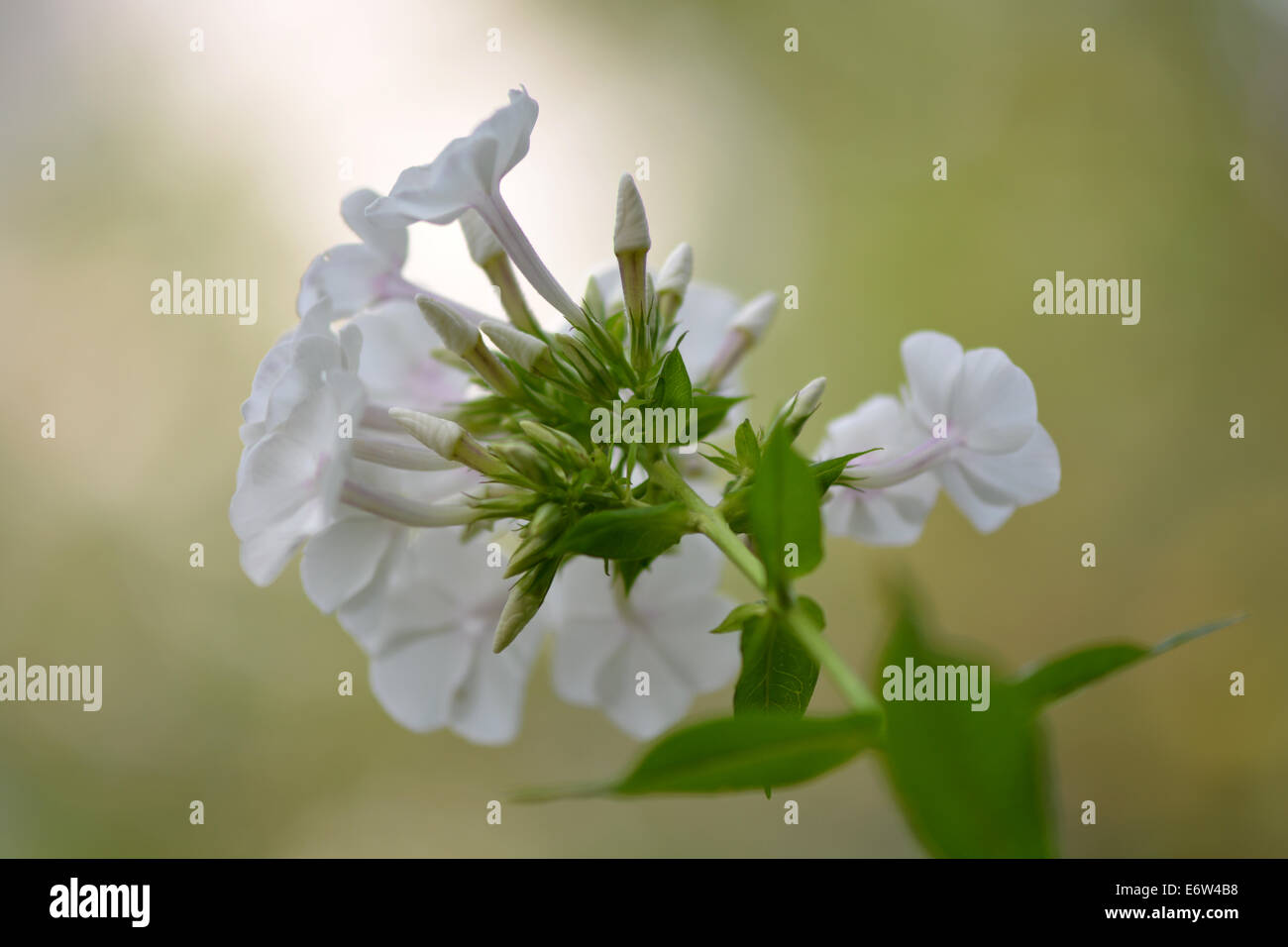 Blühender Zweig mit weißen Blüten auf Bokeh grün Hintergrund Stockfoto