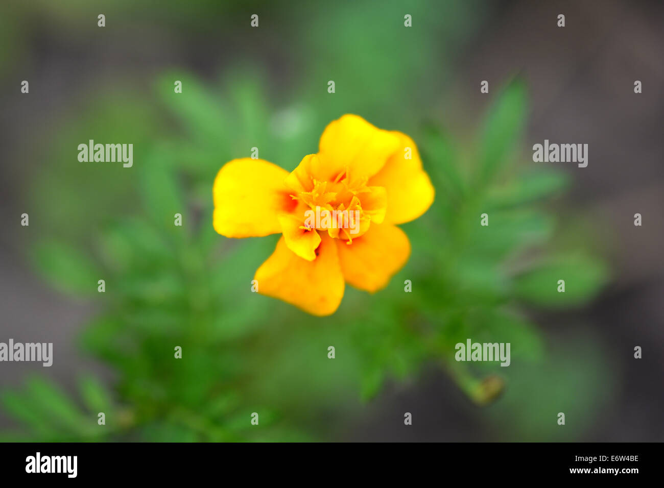 Schöne blühende orange Blumenfarbe Stockfoto