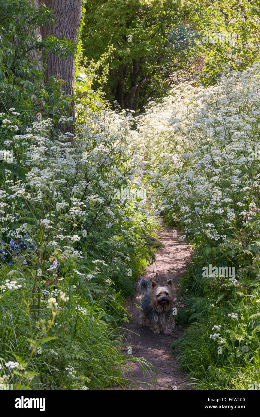 Kuh Petersilie entlang Trail, Bramber, West Sussex Stockfoto