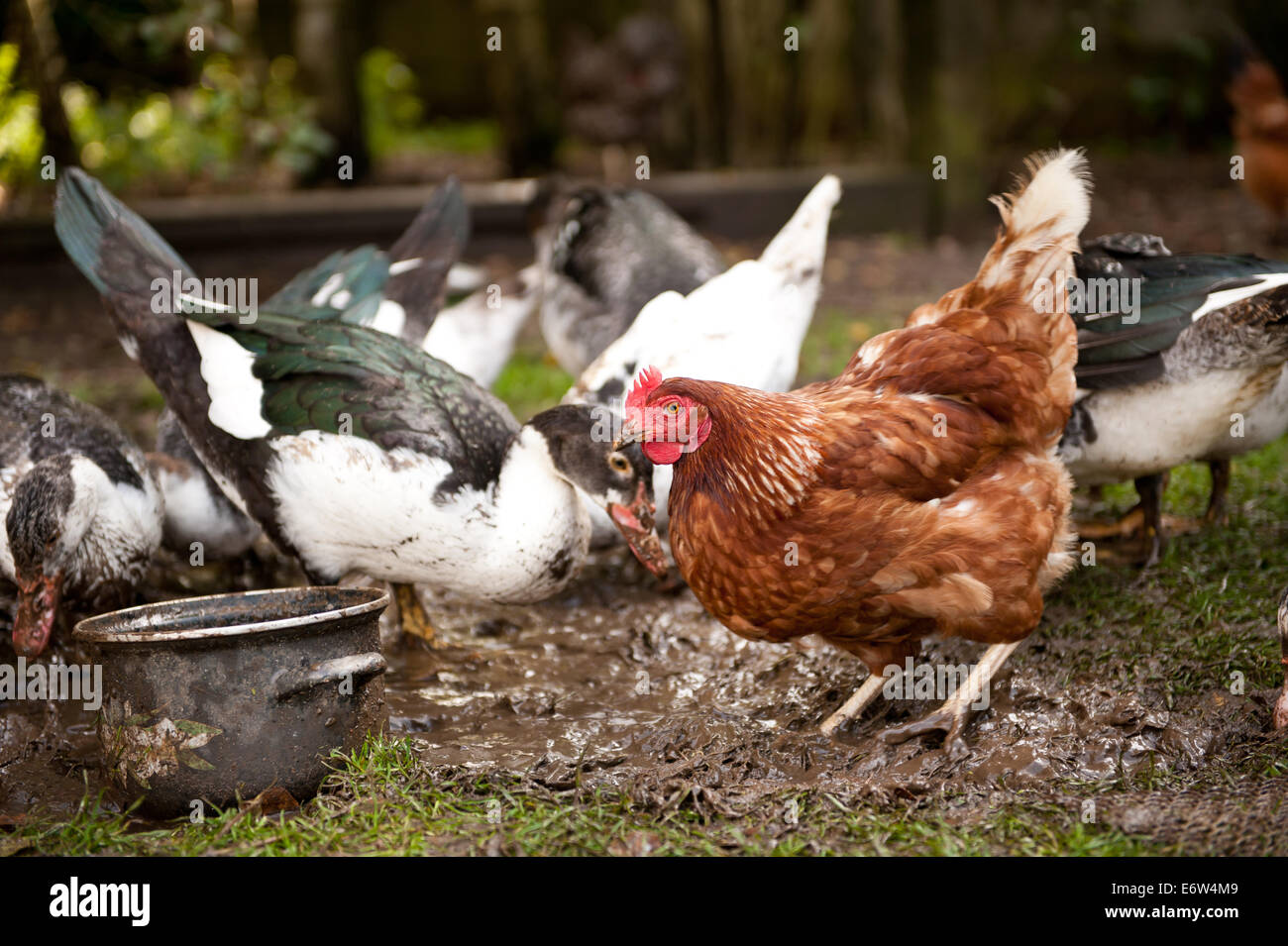 Braune Henne auf der Suche nach Nahrung Stockfoto