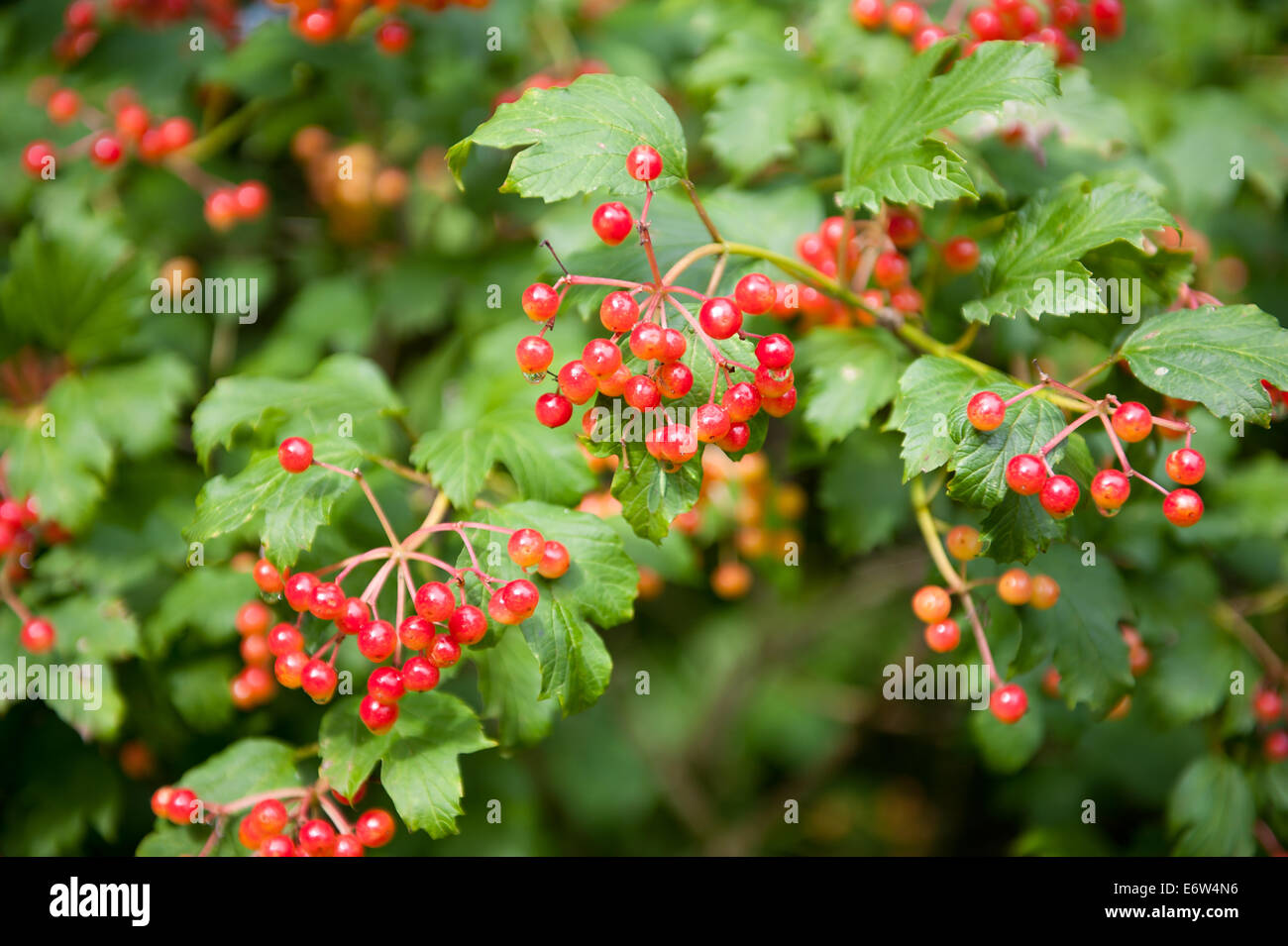 Guelder Rose Viburnum Opulus Obst Stockfoto