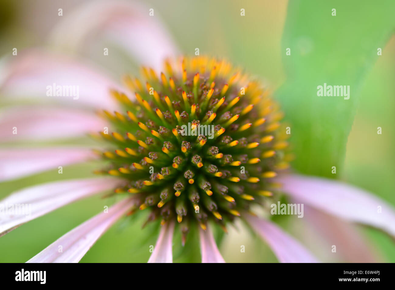 Makro-Detail einer Blume Stockfoto