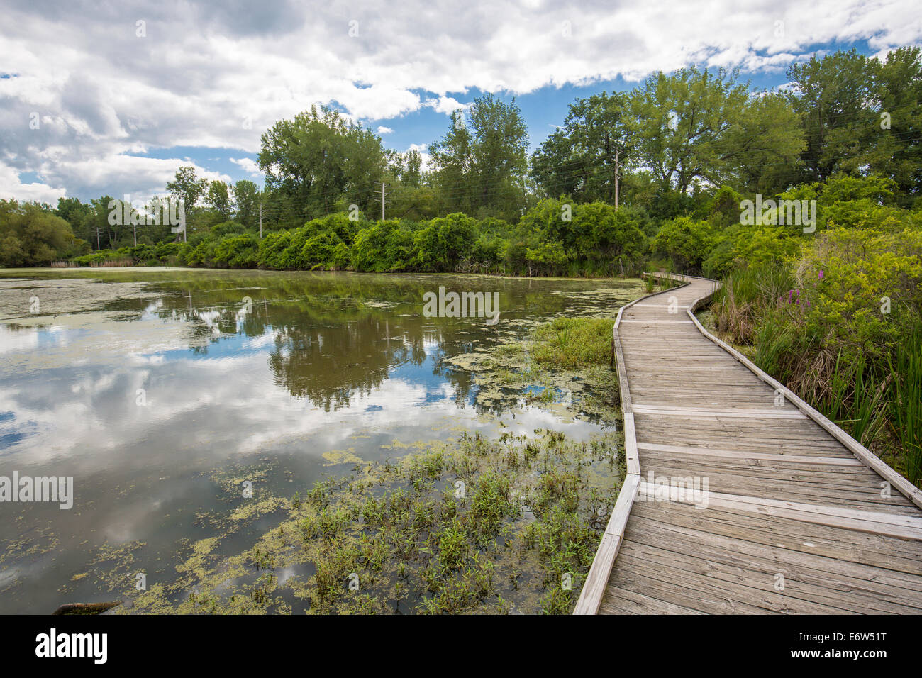 Teich und Boardwalk in Tifft Naturschutzgebiet in Buffalo New York Stockfoto