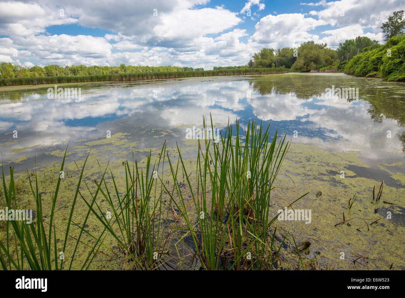 Teich in Tifft Naturschutzgebiet in Buffalo New York Stockfoto
