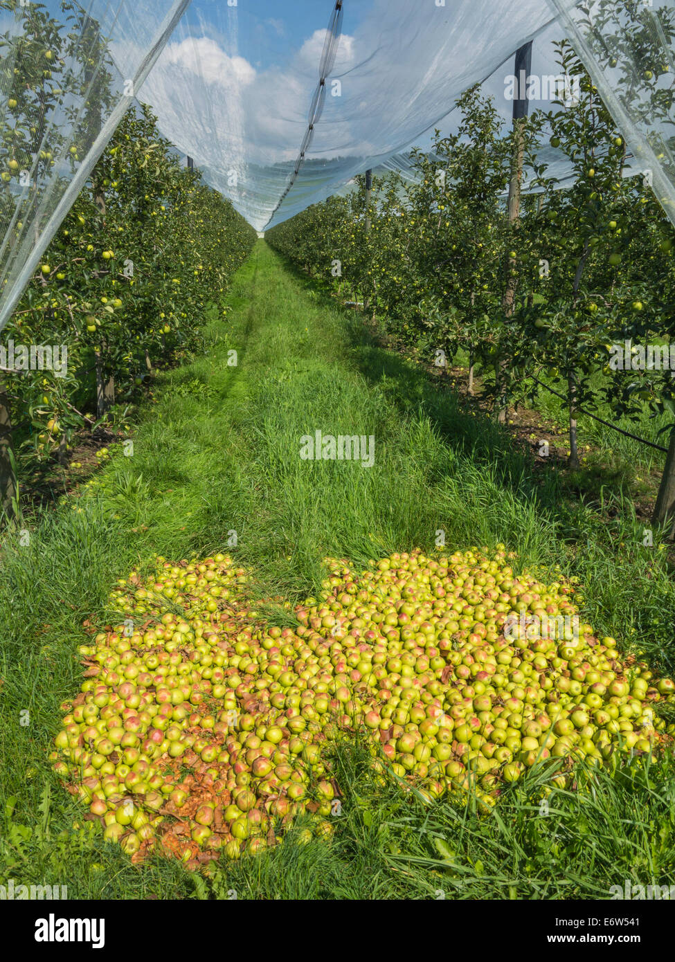 Windfall Äpfel stapelten sich am Ende einer Zeile in einem Obstgarten. Stockfoto