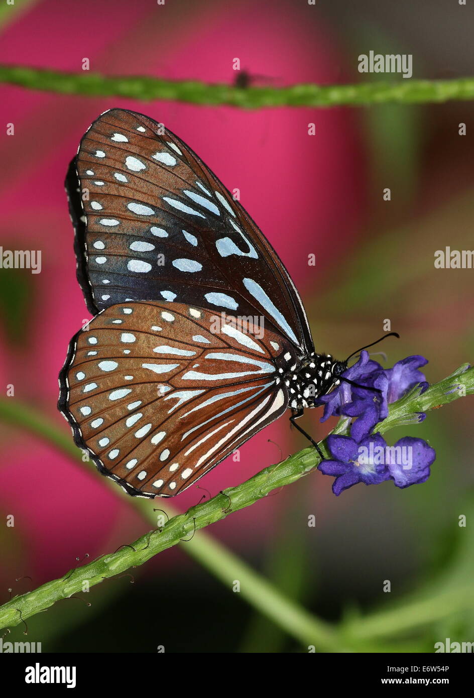 Dark Blue Tiger Butterfly (Tirumala Septentrionis) auf Nahrungssuche auf einer tropischen lila Blume Stockfoto