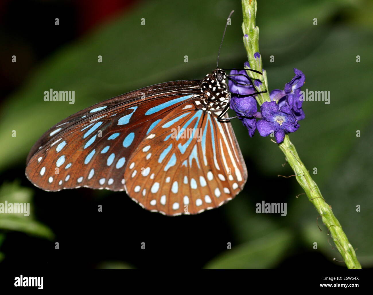 Dark Blue Tiger Butterfly (Tirumala Septentrionis) auf Nahrungssuche auf einer tropischen lila Blume Stockfoto