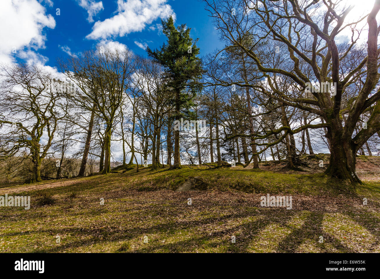 Seenplatte Holz Bäume blauer Himmel Wolken gefleckte Sonnenlicht Stockfoto