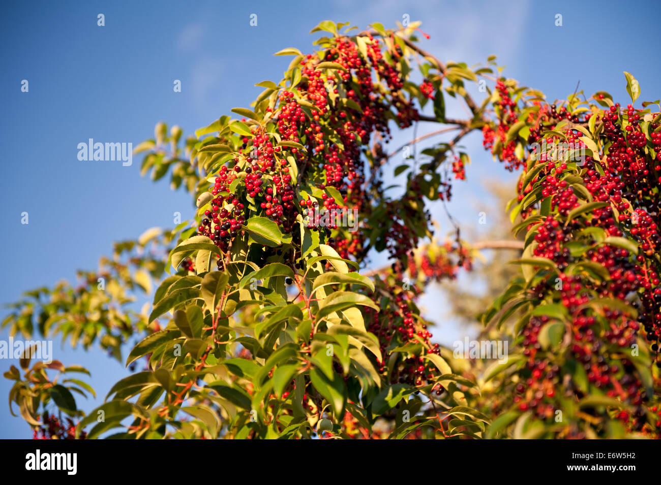 Prunus Serotina rote Früchte Zweige Stockfoto