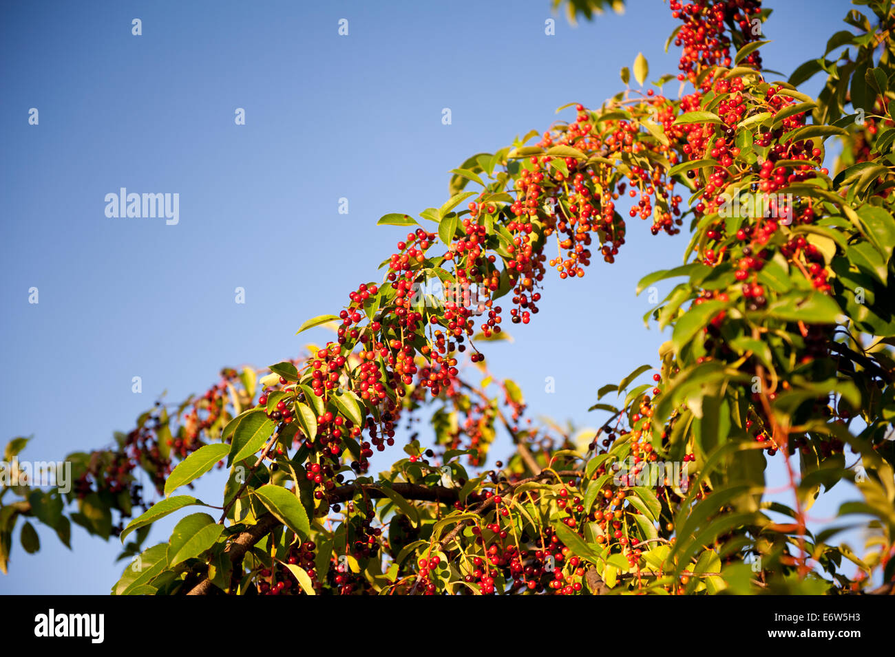 Prunus Serotina rote Früchte wachsen Stockfoto