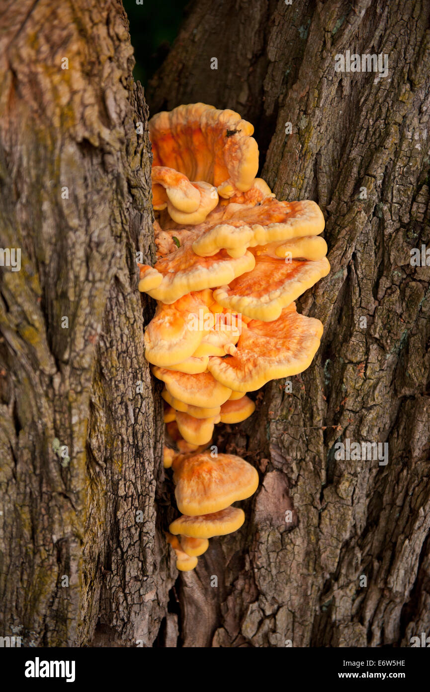 Orange essbare Pilz Laetiporus sulphureus Stockfoto