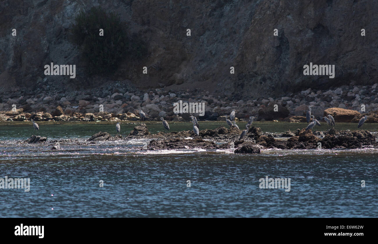 Graureiher entlang der Küste in der Nähe von Latchi in Zypern Stockfoto