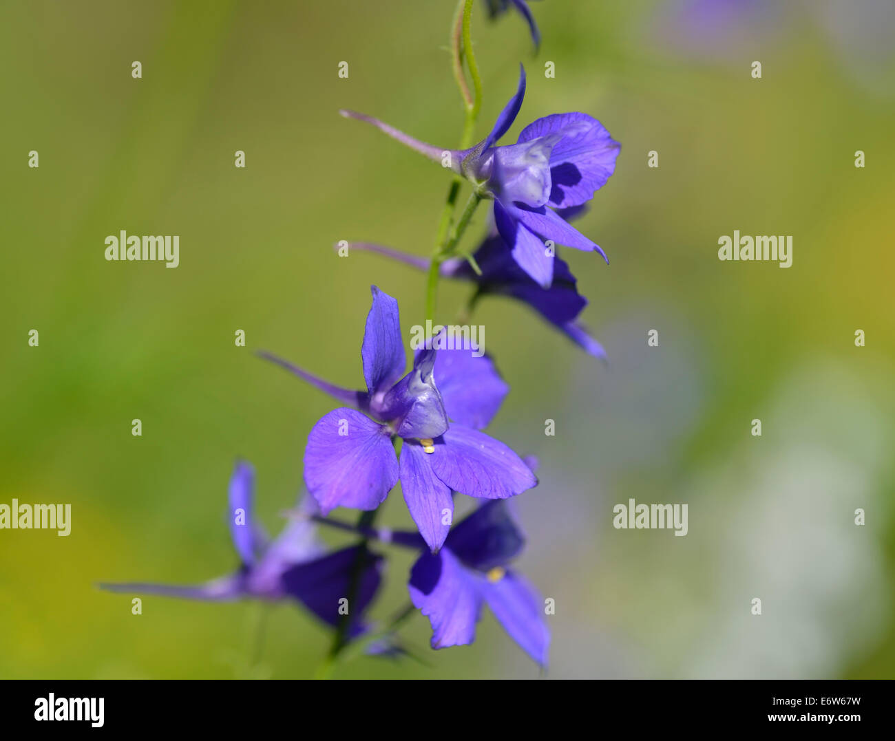 Delphinium Blumen, Region Masowien, Polen Stockfoto