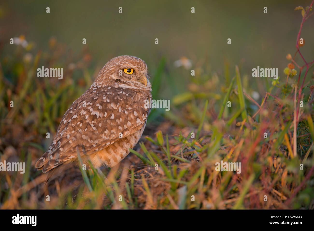 Kanincheneule (Athene Cunicularia), Florida USA Stockfoto