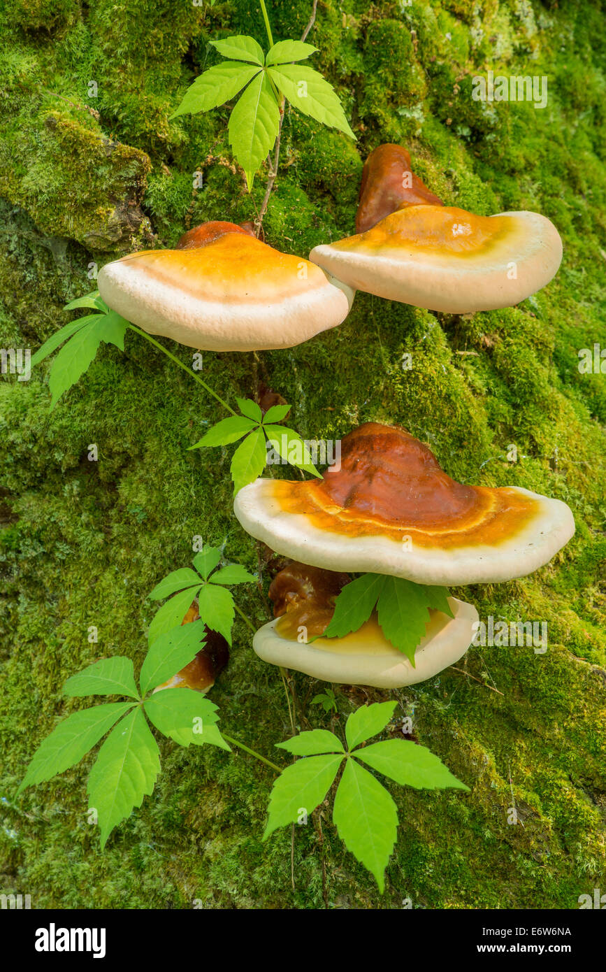 Bracken Pilz Laetiporus Sps und wildem Wein Parthenocissus Quinquefolia wächst von moosigen toten Baum E USA Stockfoto