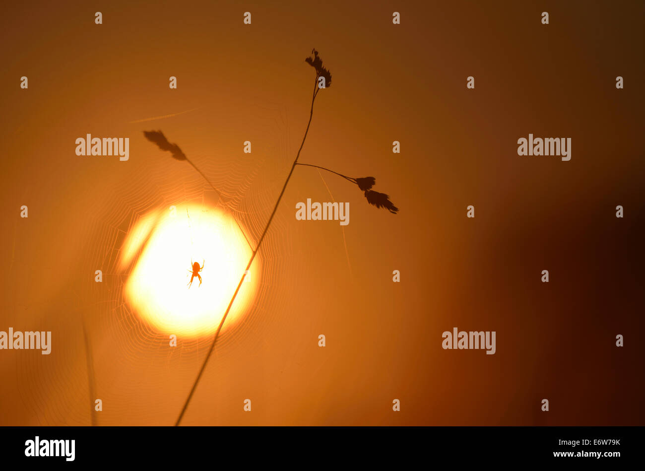 Spinne mit der aufgehenden Sonne im Hintergrund, Bushy Park, London, UK Stockfoto