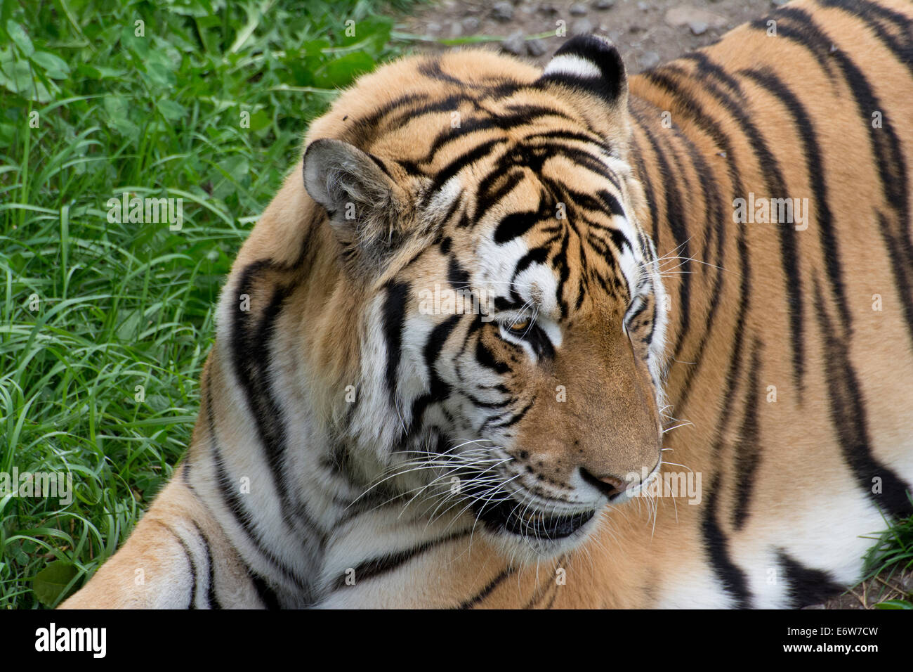 Nahaufnahme eines sibirischen Tigers. Stockfoto