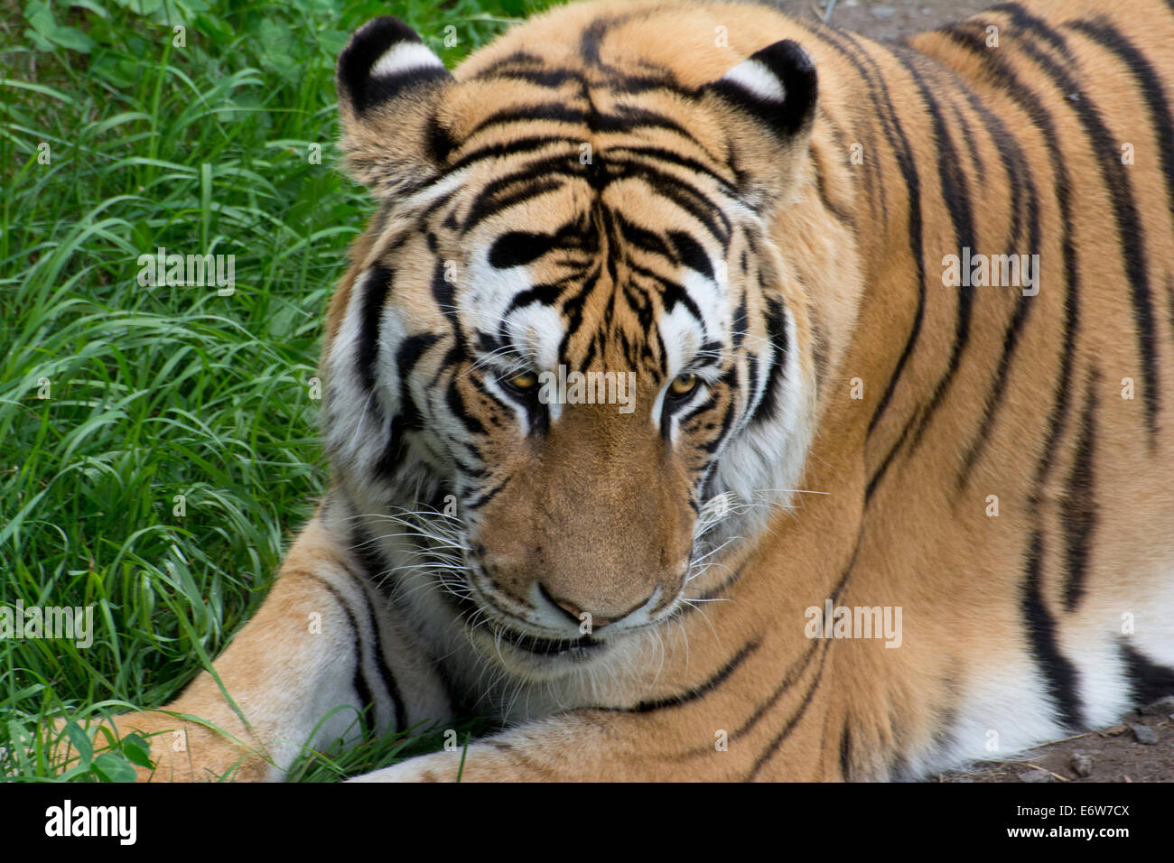 Nahaufnahme eines sibirischen Tigers. Stockfoto