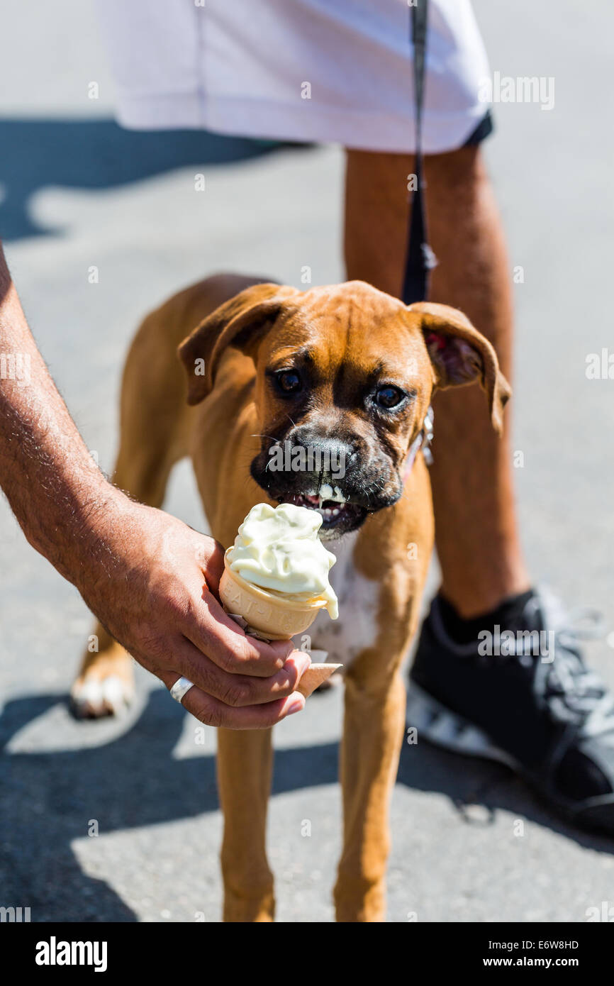 Eigentümer sein Mohn Hund mit Eis an einem heißen Tag füttern. Stockfoto