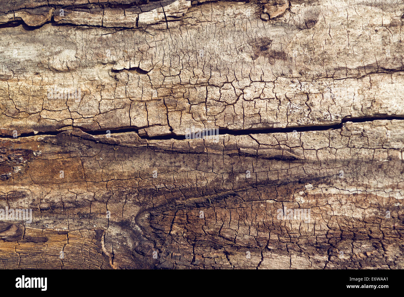Alten Walnuß Baumstamm Detail Textur als natürlichen Hintergrund. Stockfoto