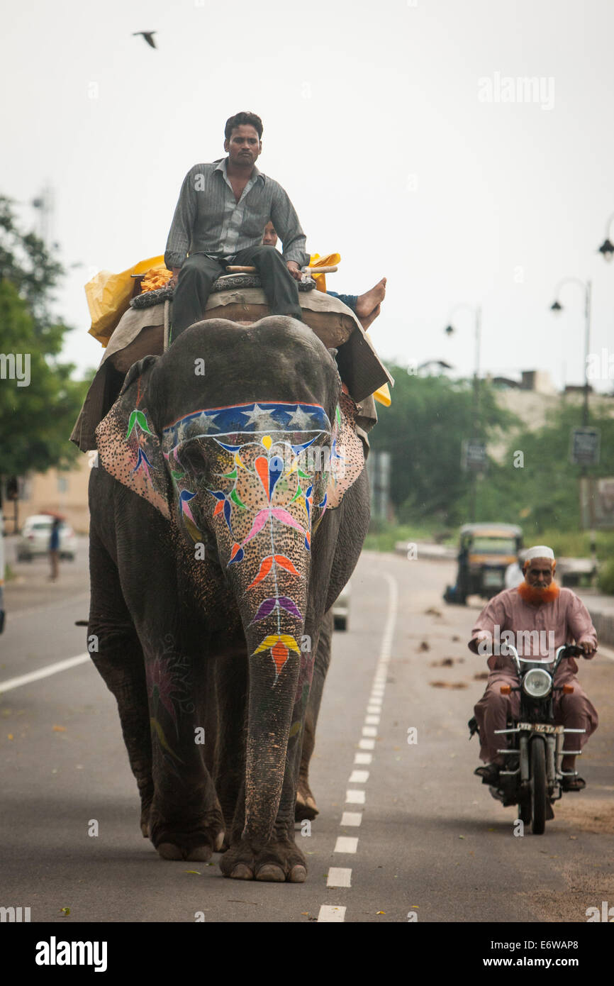 Jaipur, Indien. 31. August 2014. Ein Mann reitet auf einem Elefanten in einer Straße von Jaipur, Rajasthan Indien, 31. August 2014. Elefanten gelten als heilige Tiere in Indien, denn sie weithin als Transport-Werkzeuge seit der Antike verwendet wurden. Ganesh Chaturthi Festival feiert man in Indien als der Geburtstag der elefantenköpfige hinduistische Gott Ganesha, die weit von den Hindus als Gott der Weisheit, Wohlstand und Glück verehrt wird. Elefanten in Indien dienen heute hauptsächlich für touristische Attraktion. Bildnachweis: Xinhua/Alamy Live-Nachrichten Stockfoto