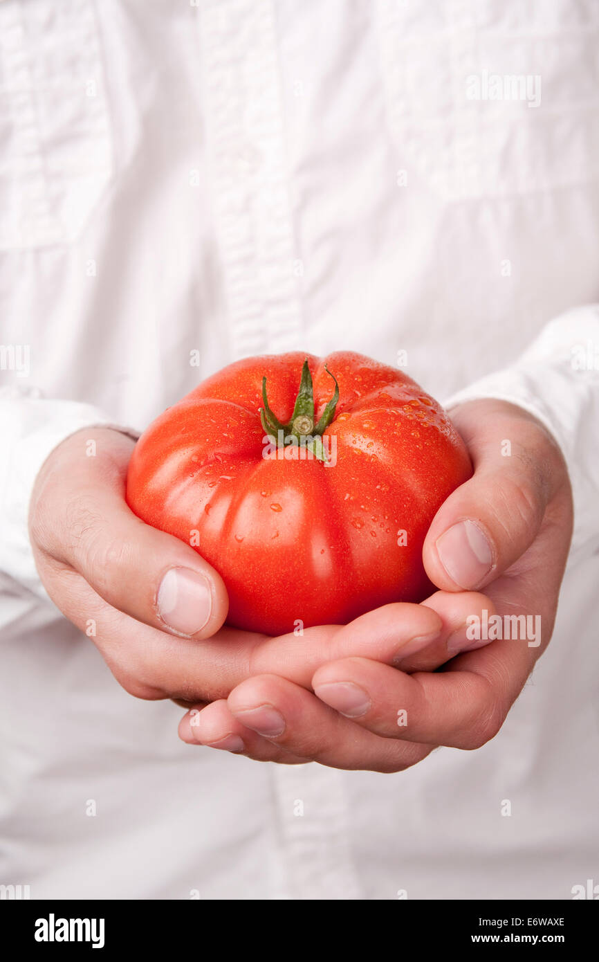 Hände halten Tomate Stockfoto